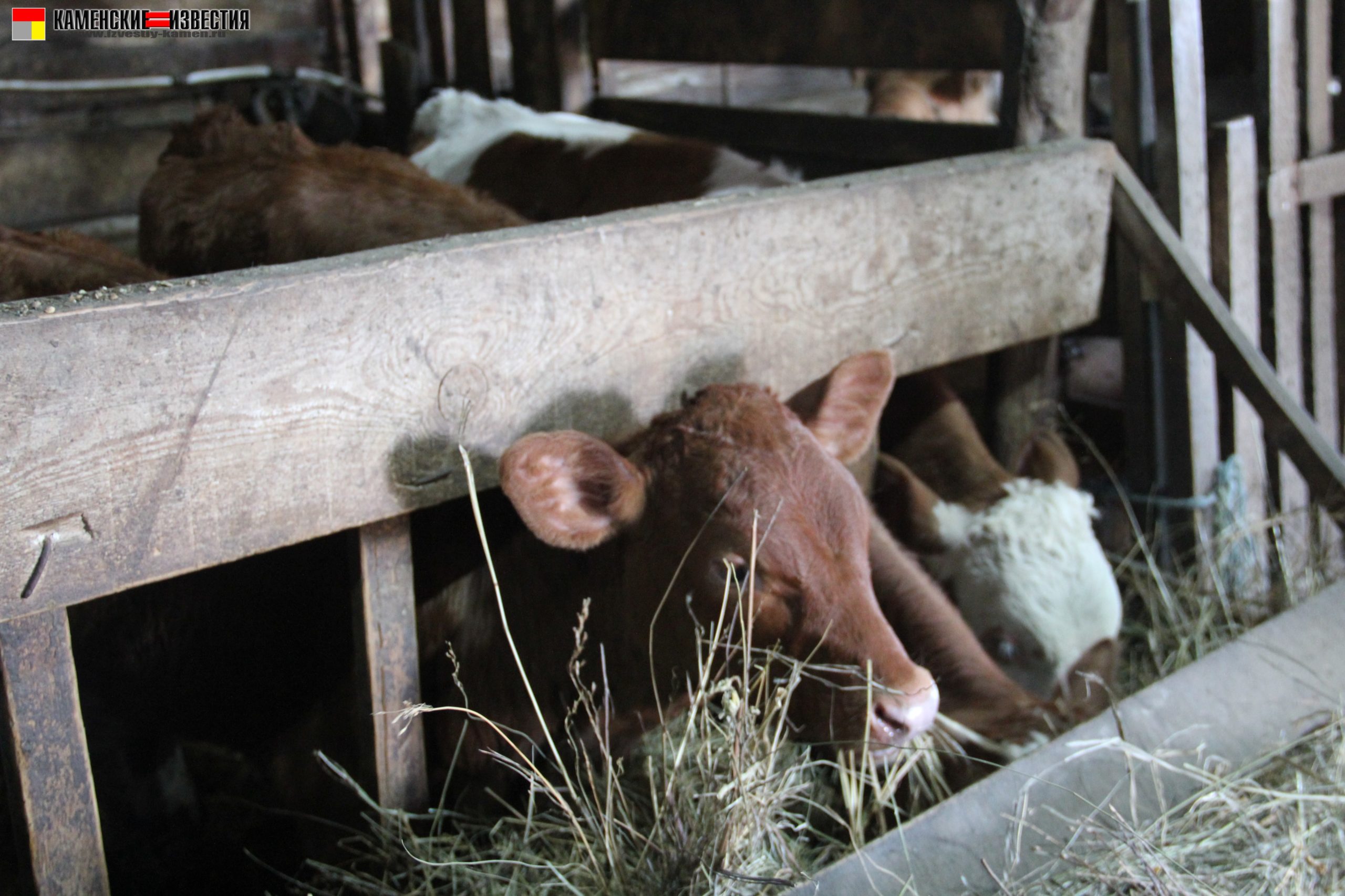 Фермер из Филипповского