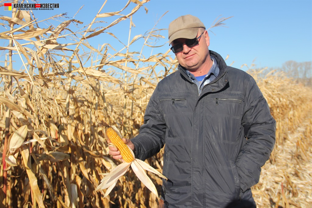 уборка кукурузы